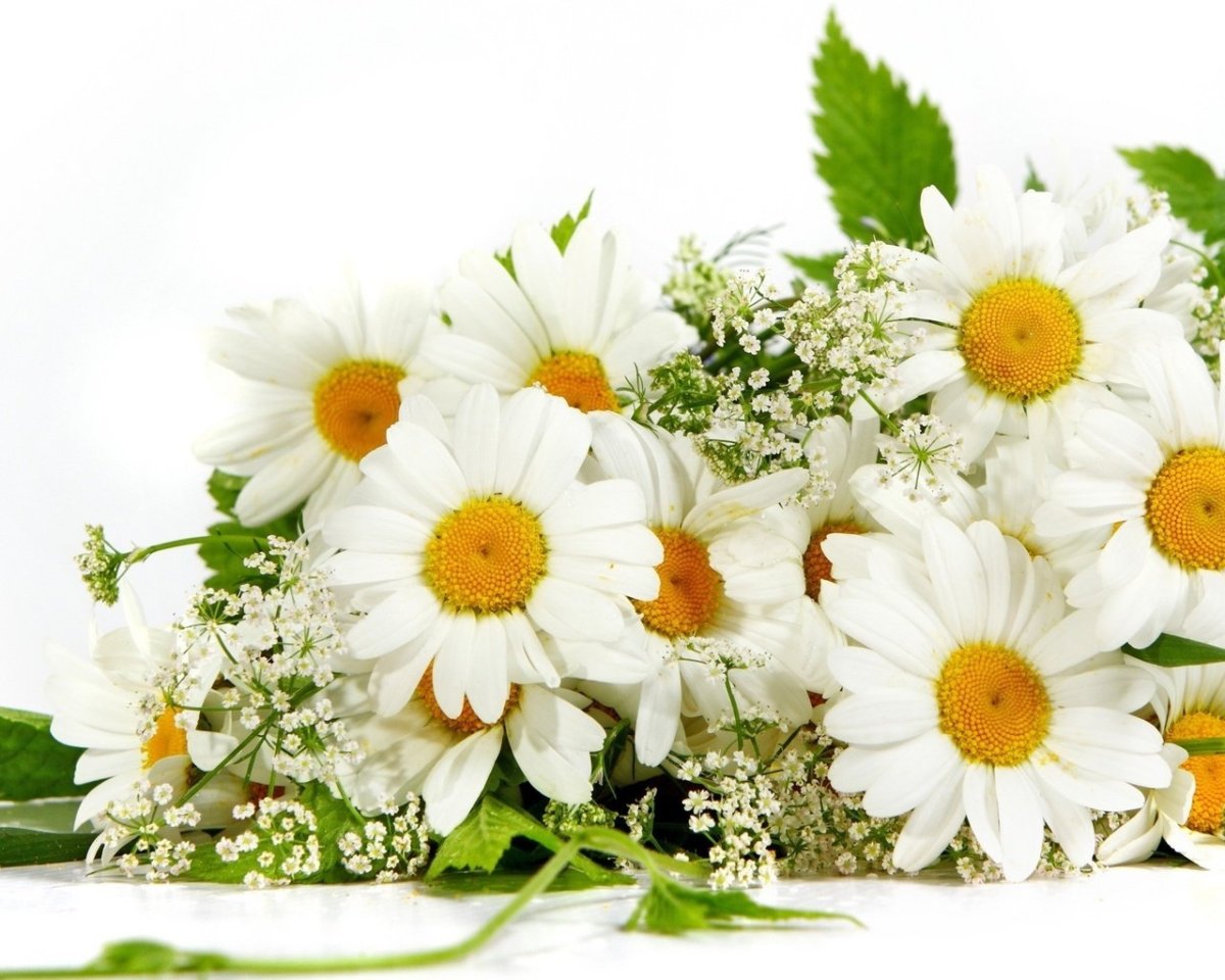 С днём рождения ромашки