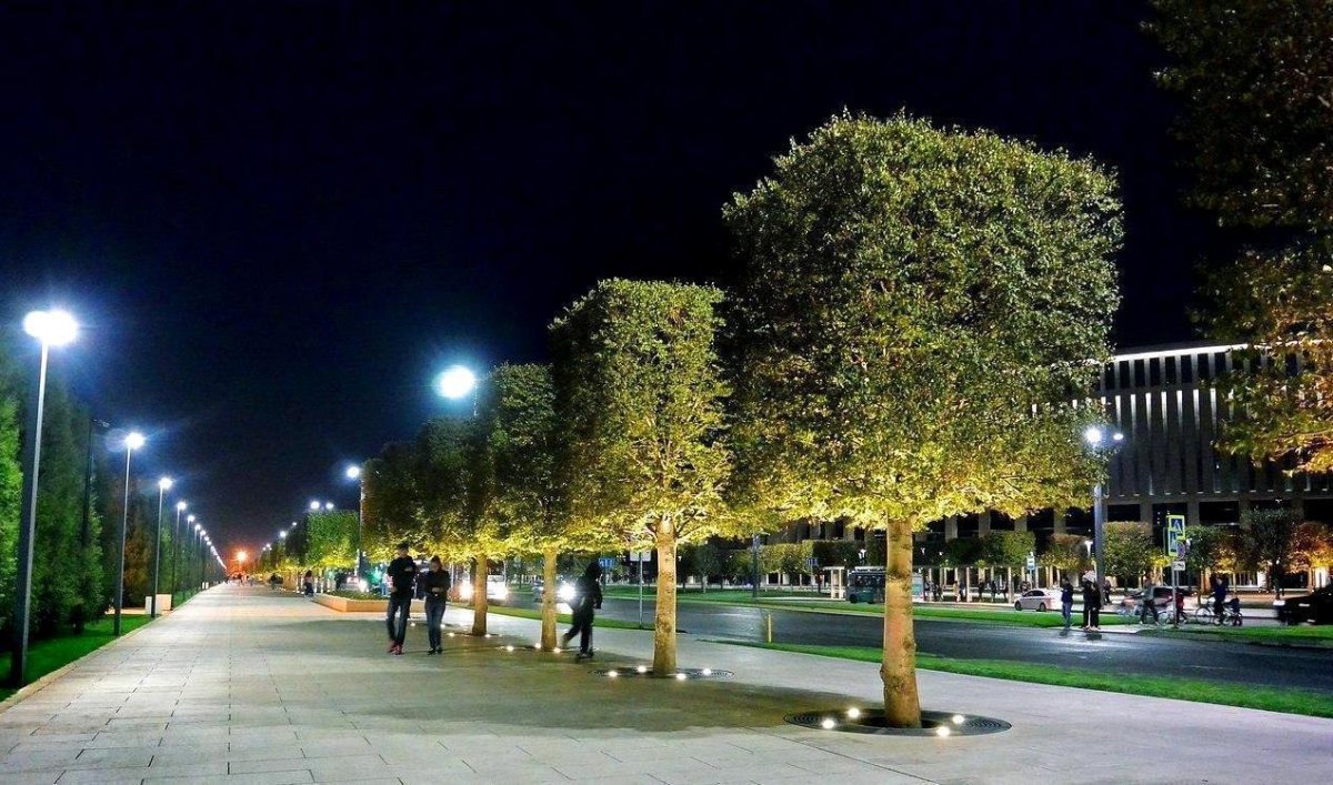 Парк Галицкого в Краснодаре платаны