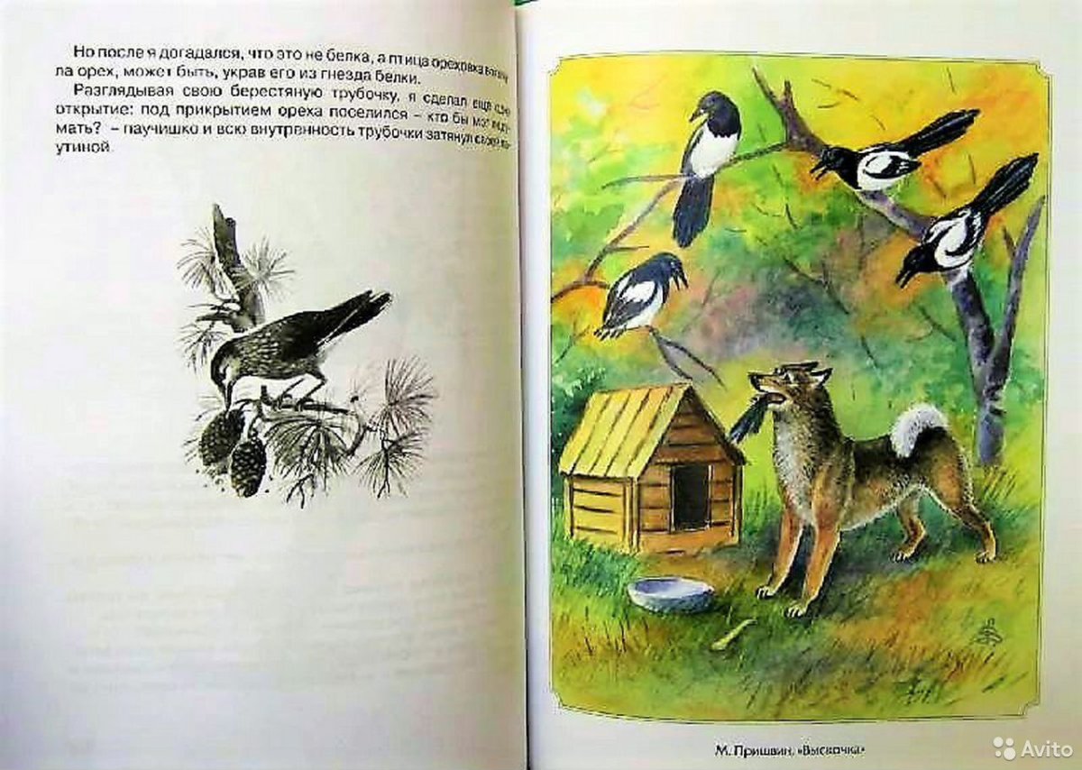 Болотная овсянка пикала