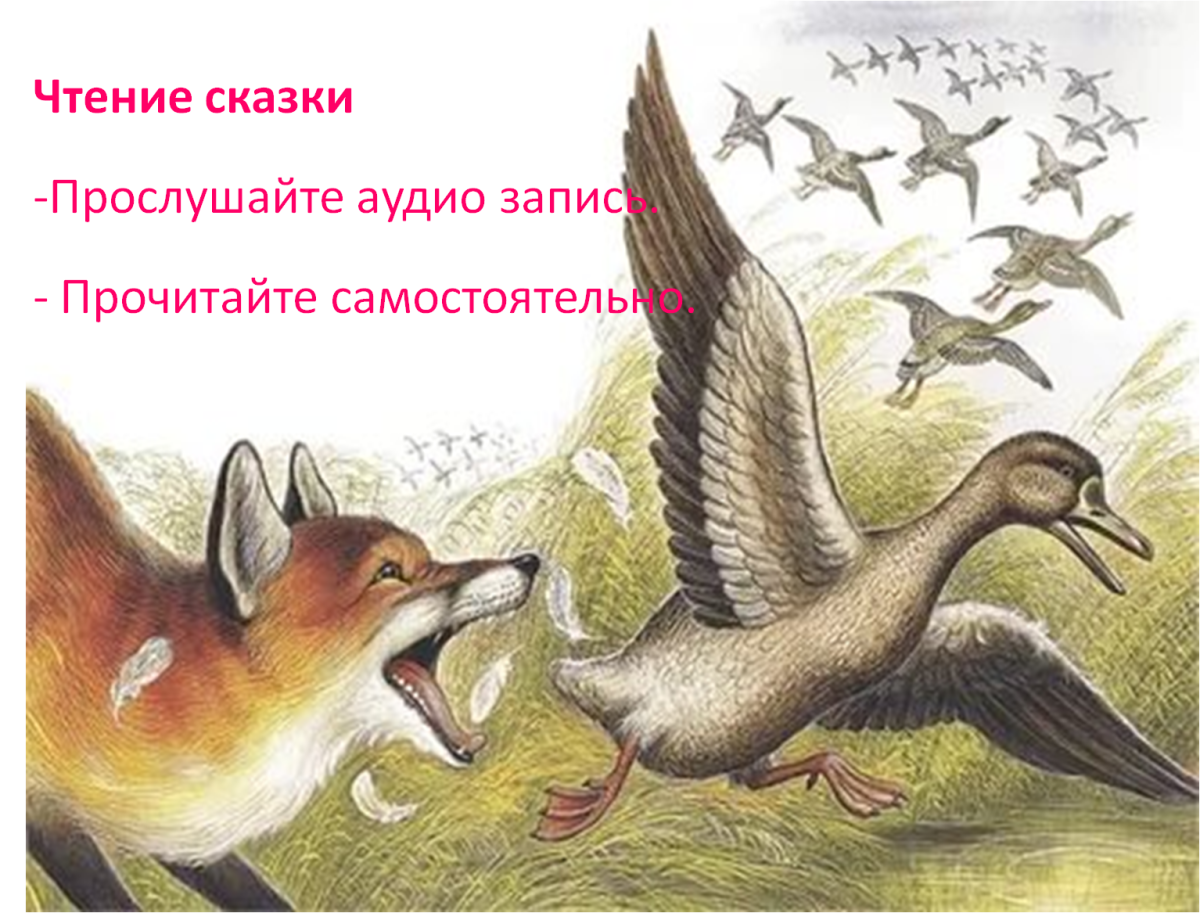 Сказка Виталий Бианки хитрый Лис и утка