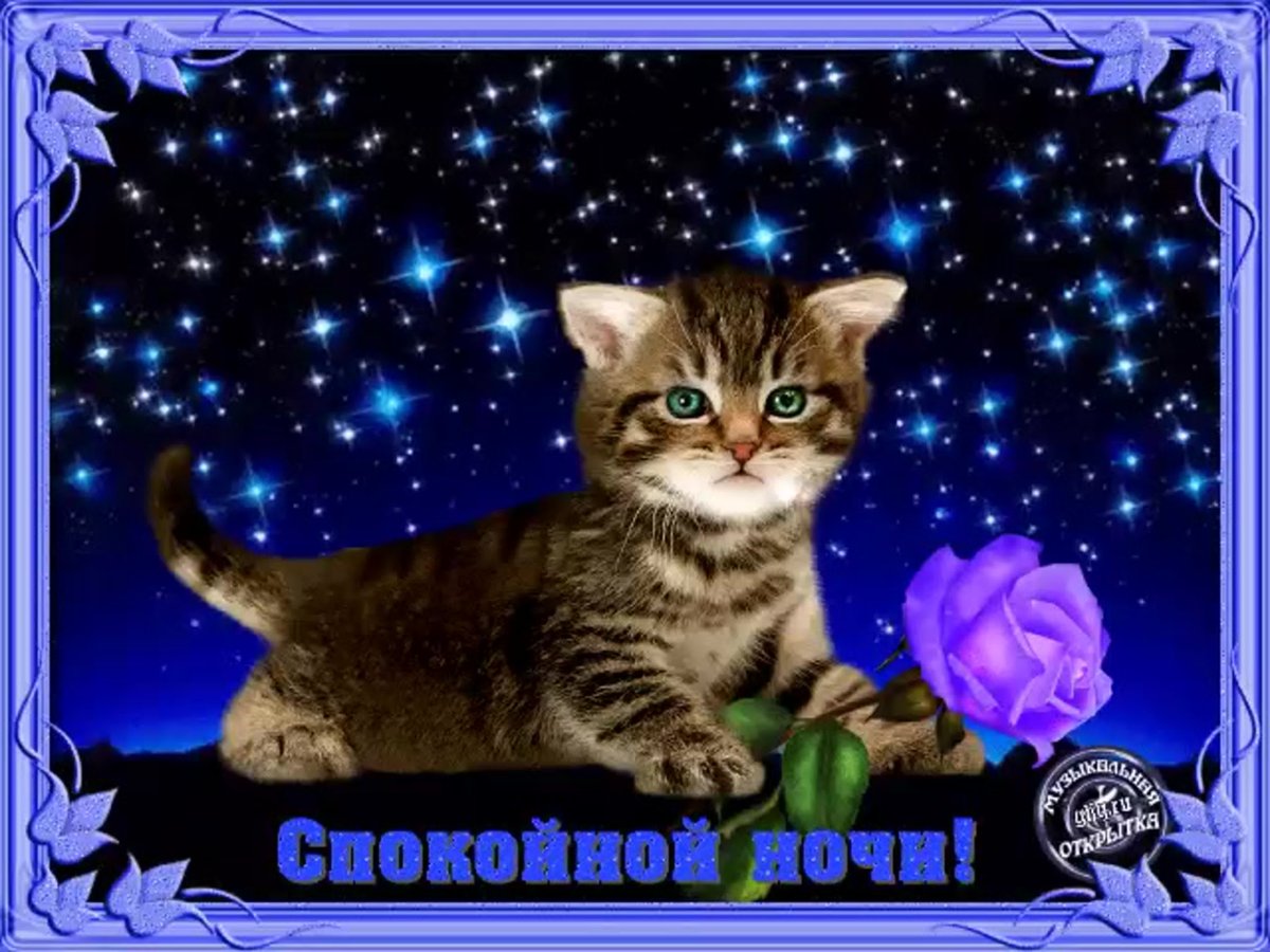 С новым годом котенок