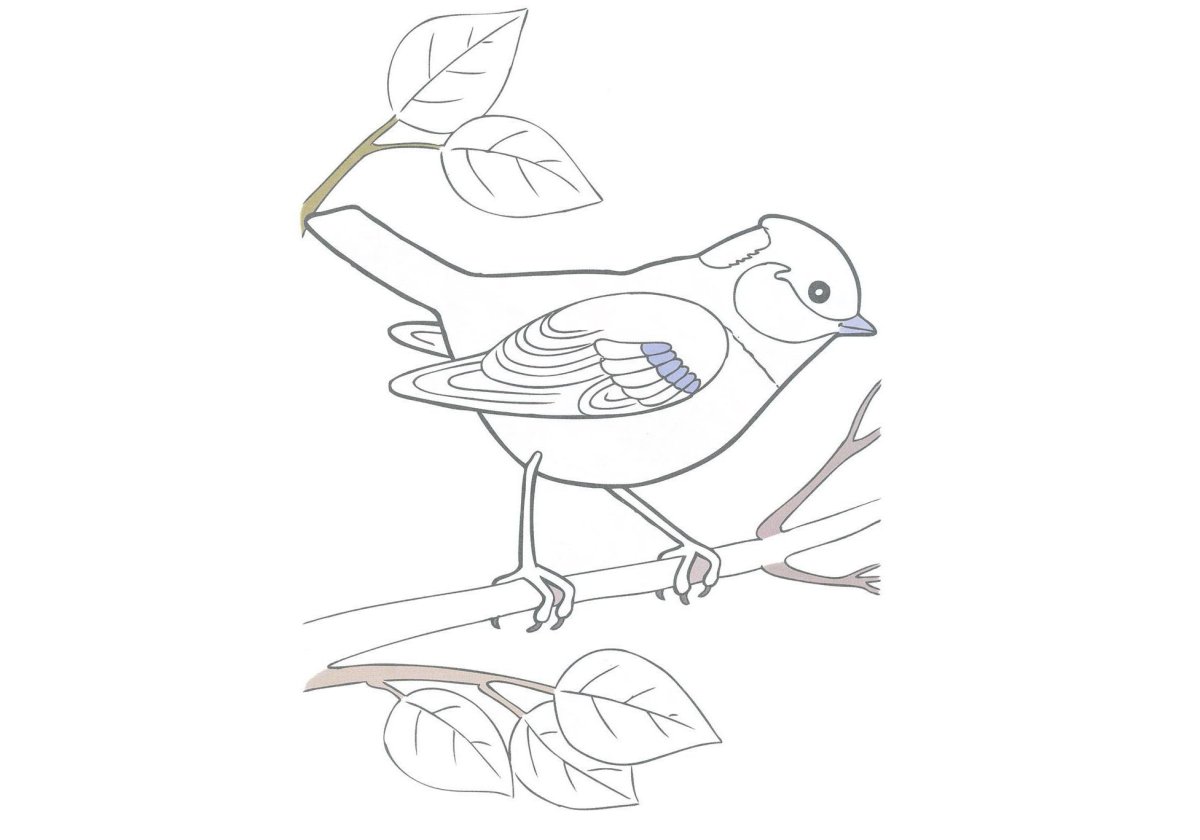 Птицы раскраска для детей
