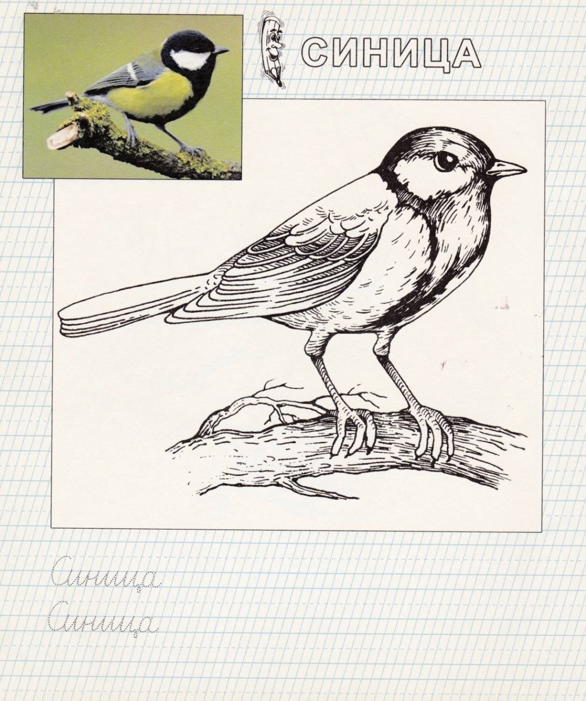 Синичка раскраска для детей