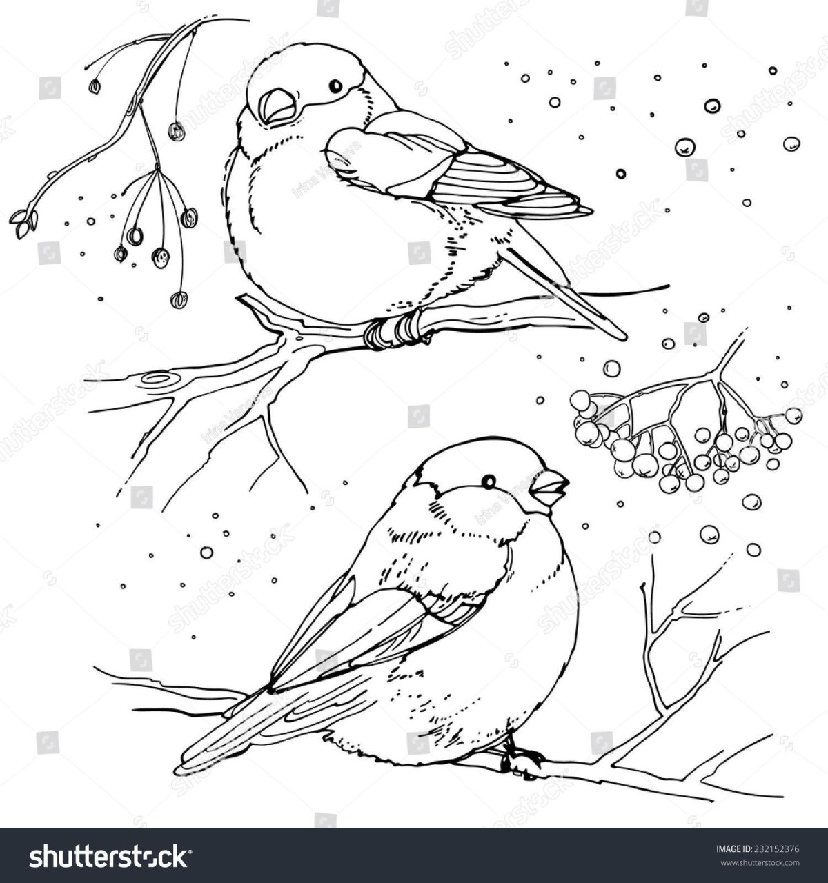 Птица черно белая