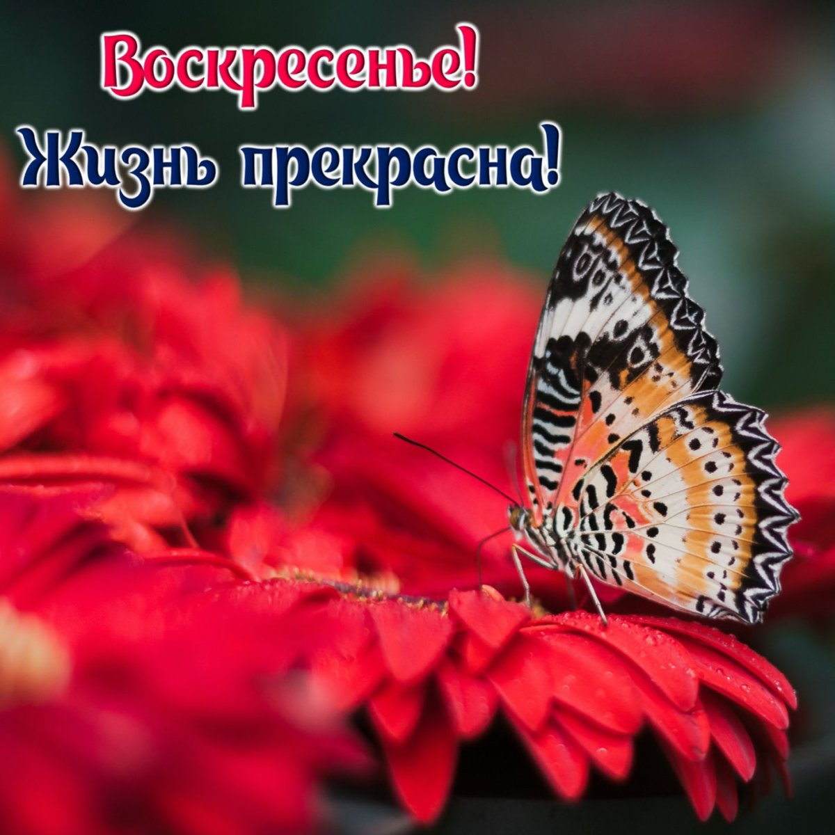 Отличного воскресенья