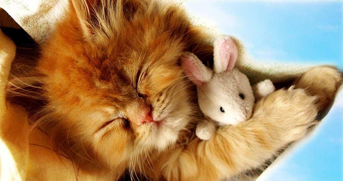 Милые котики и зайчики