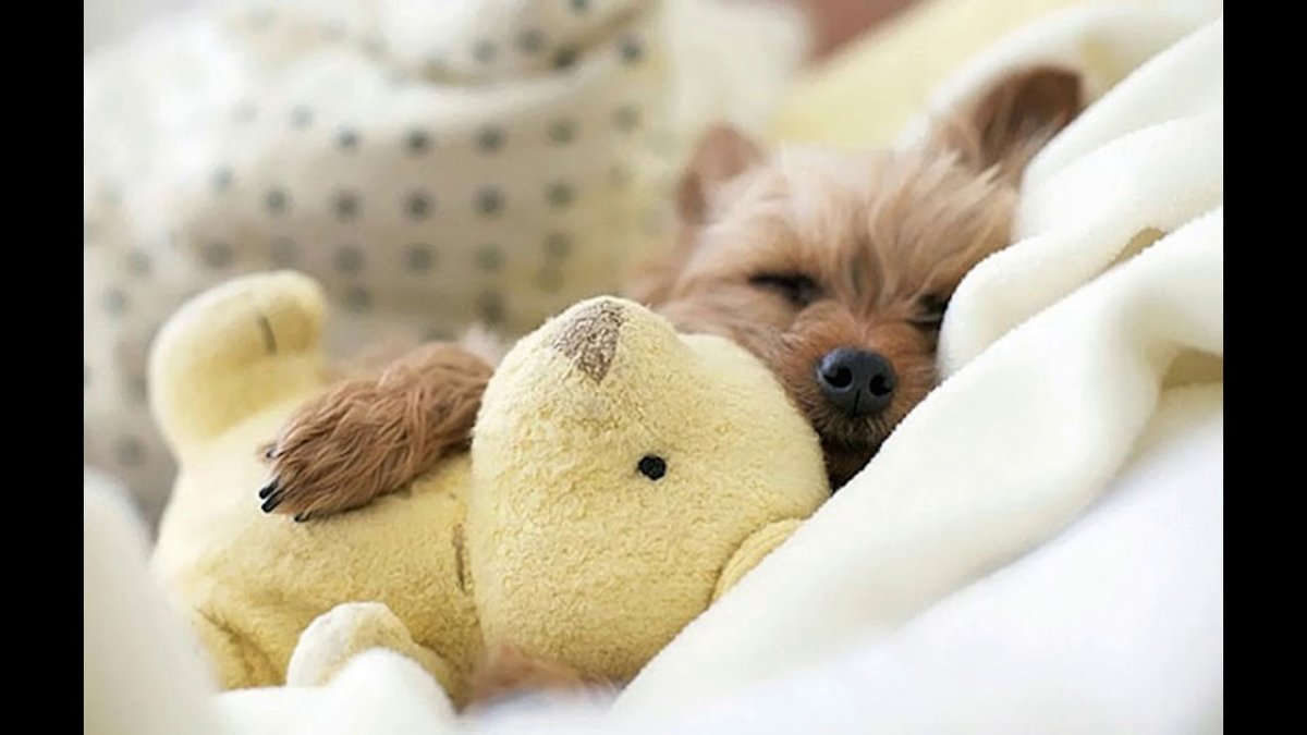 Спокойной ночи собака