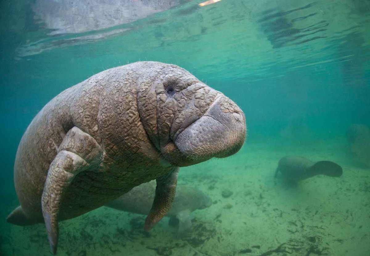 Морская корова Стеллера