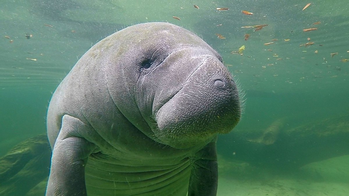 Стеллерова морская корова