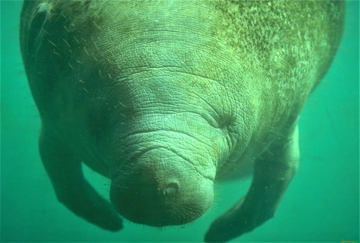 Африканский Ламантин