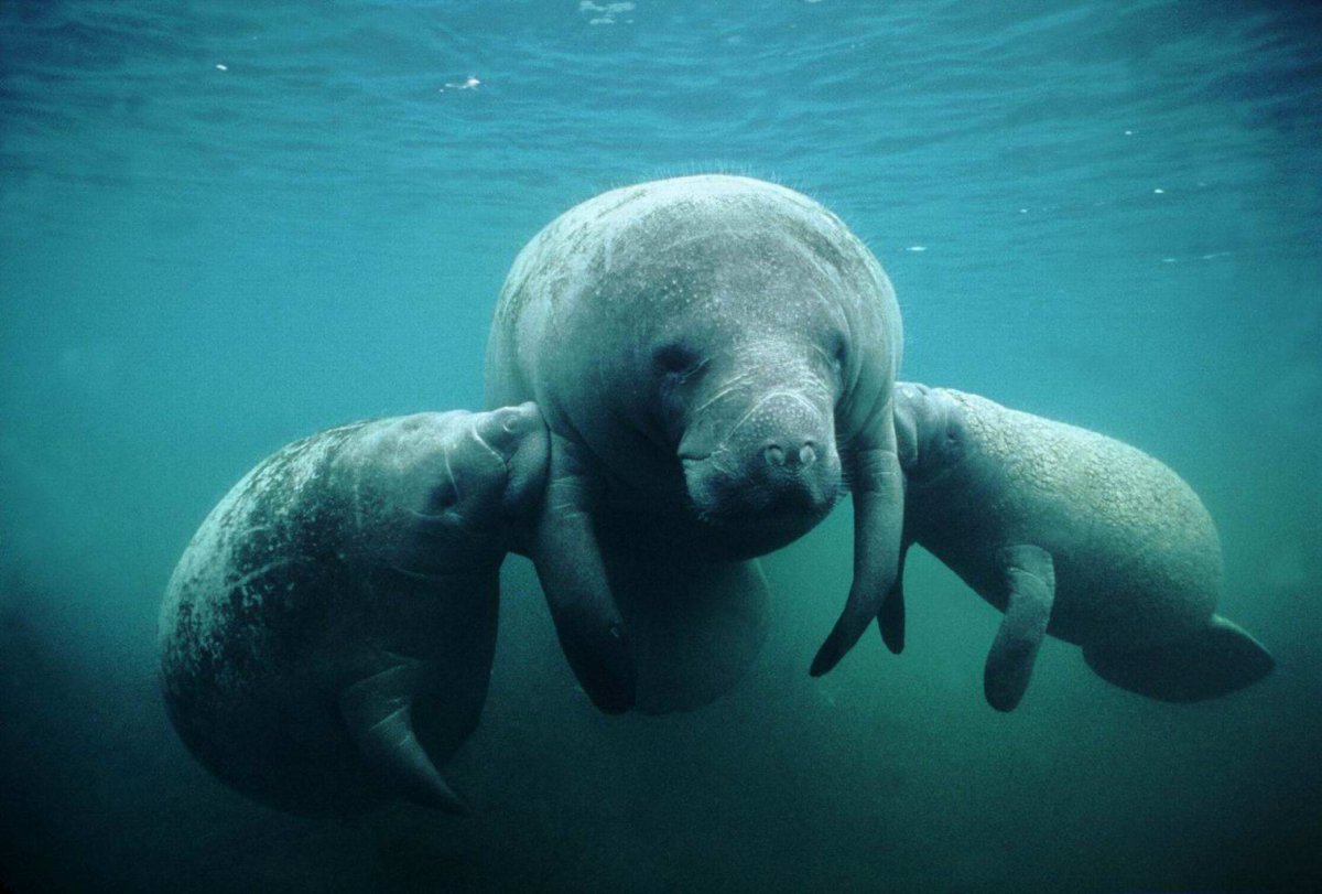 Дюгонь и морской слон