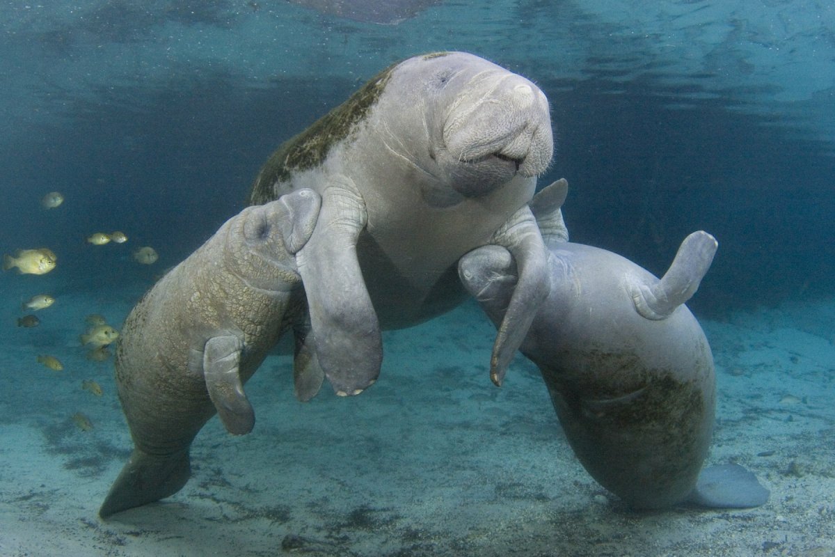 Обыкновенный Ламантин