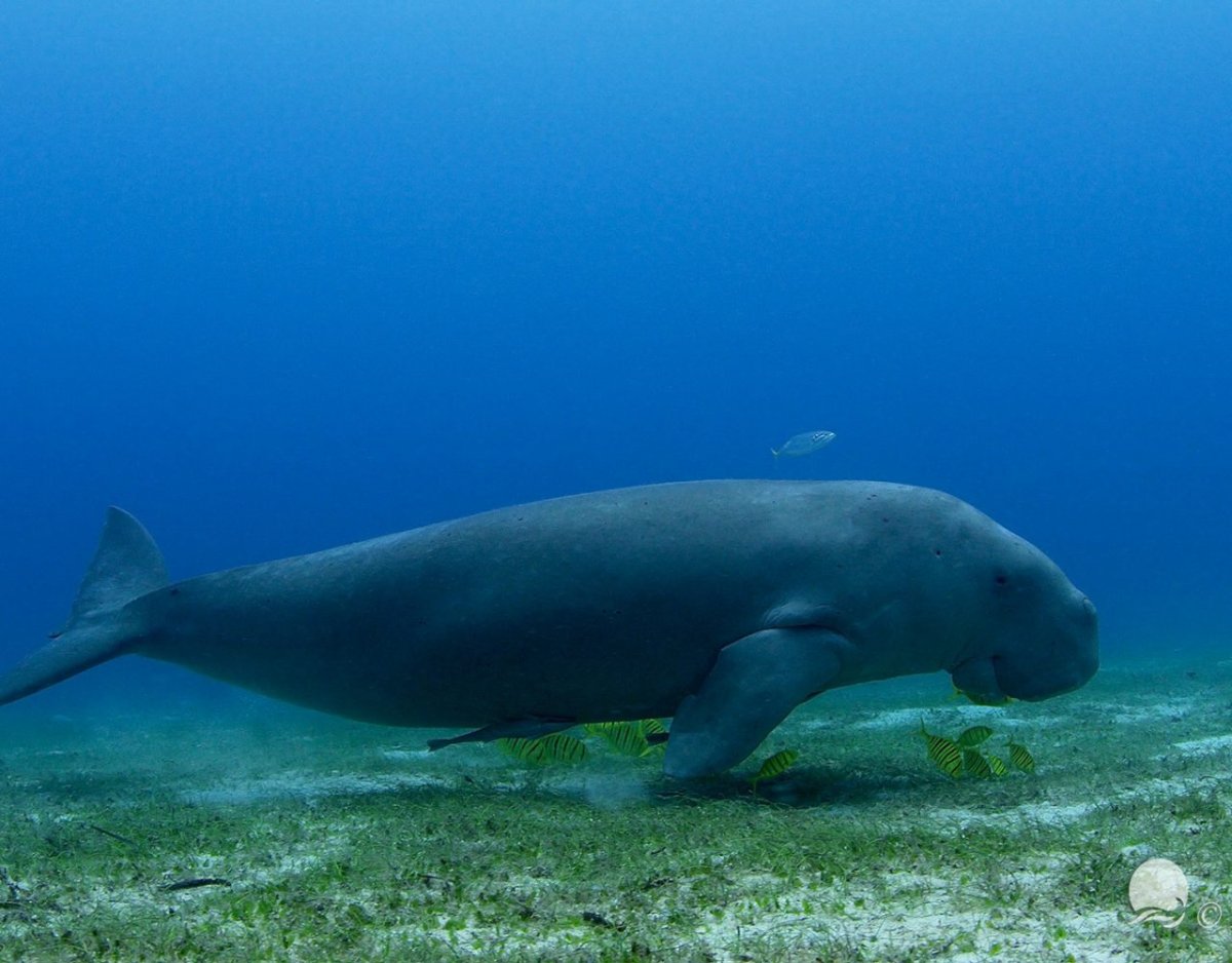 Ламантин морская корова