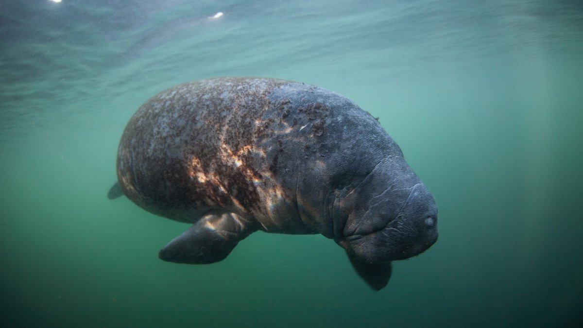 Животные Южной Америки Ламантин