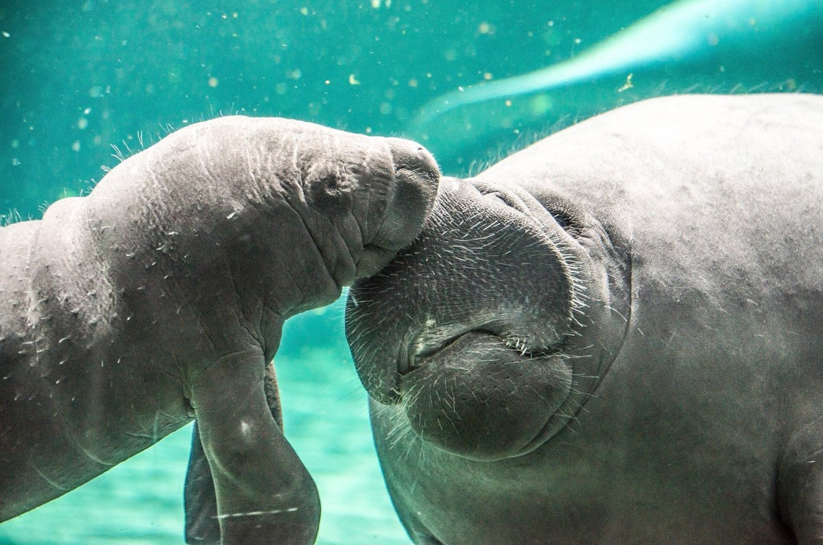 Ламантин морская корова