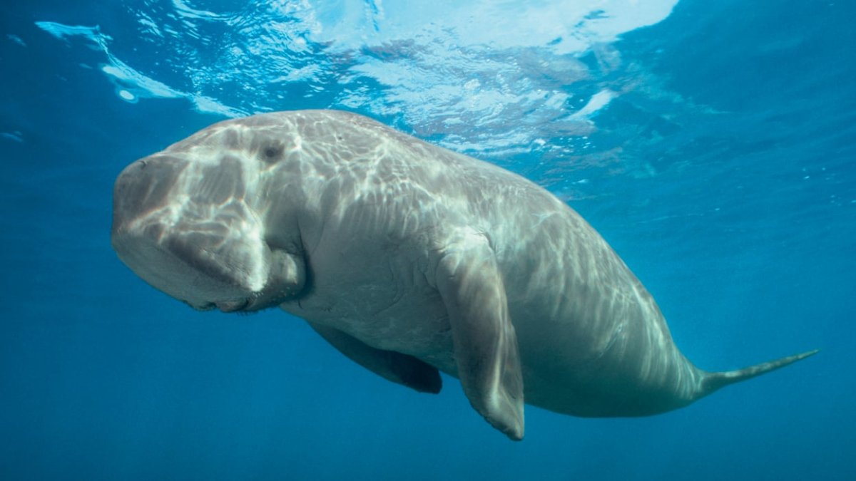 Морские коровы Trichechus