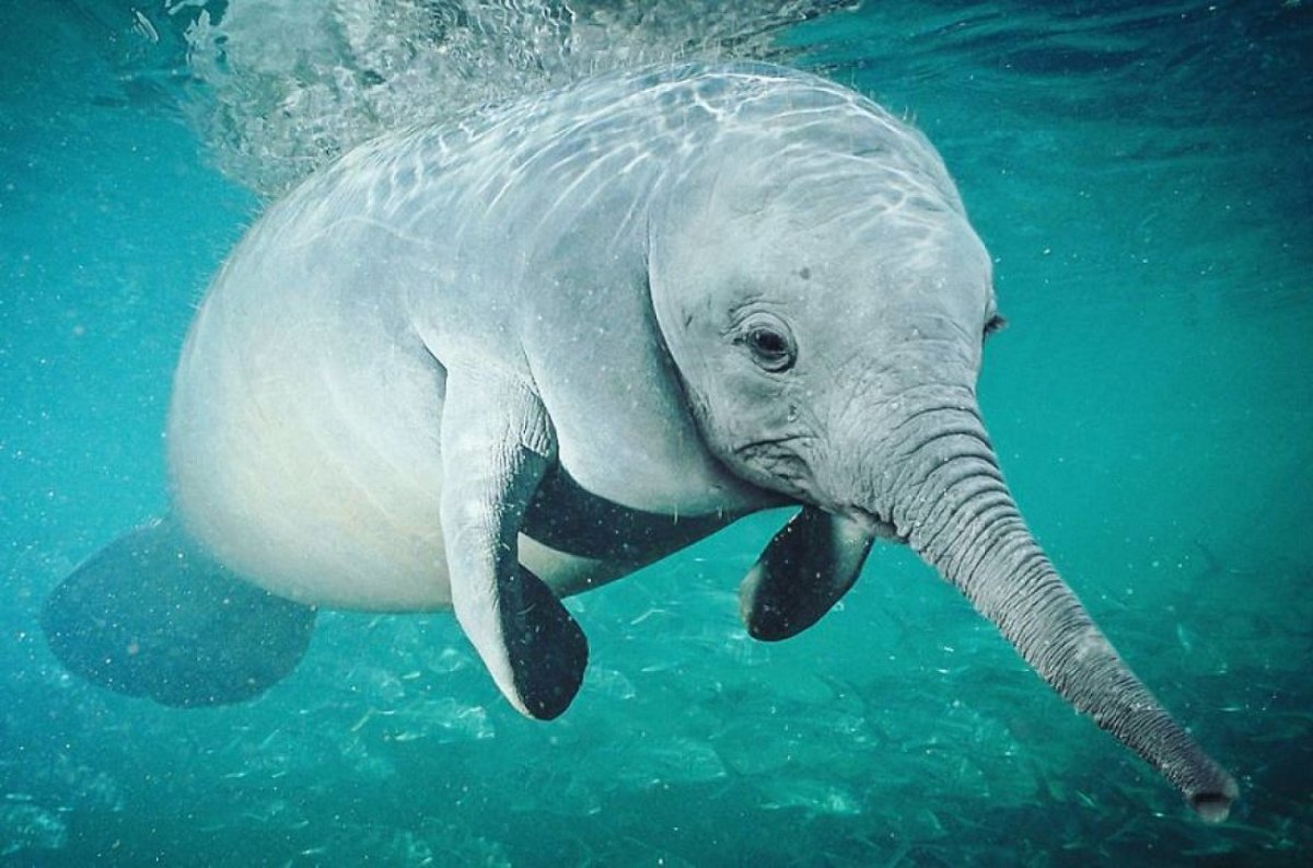 Ламантин морская корова