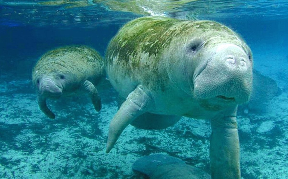 Ламантин морская корова