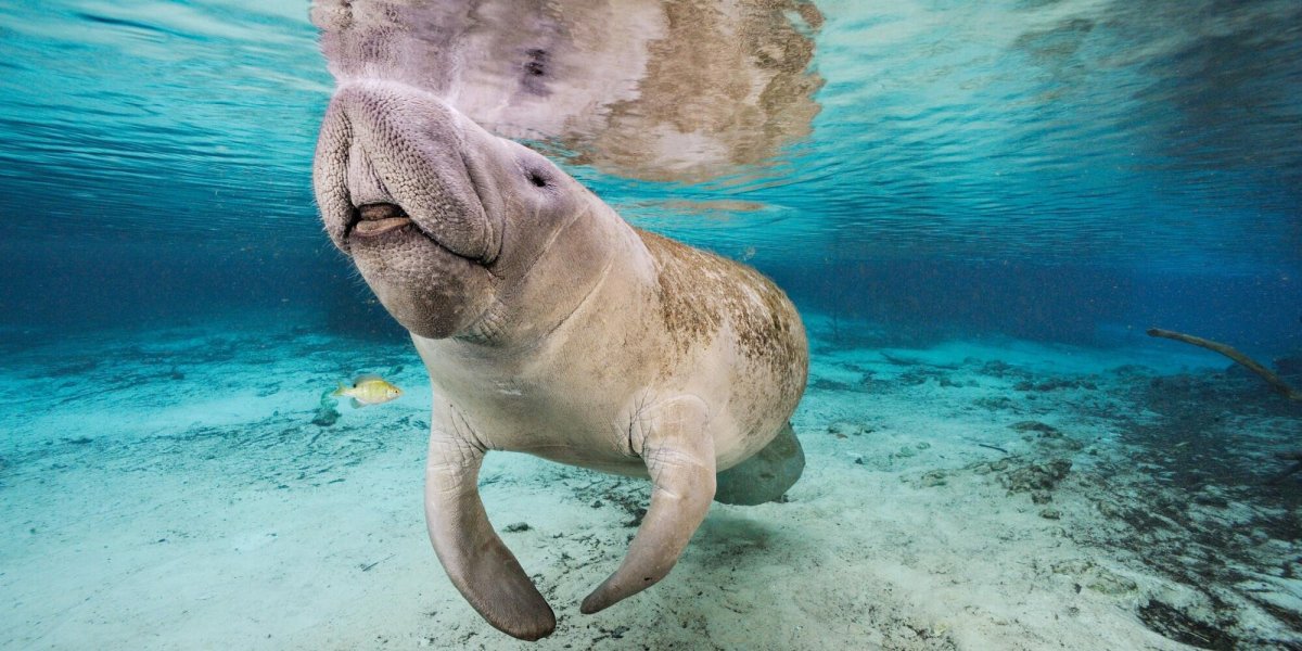 Амазонский Ламантин