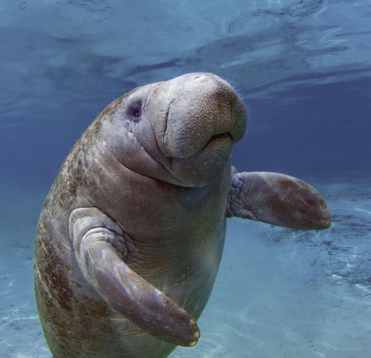 Обыкновенный Дюгонь