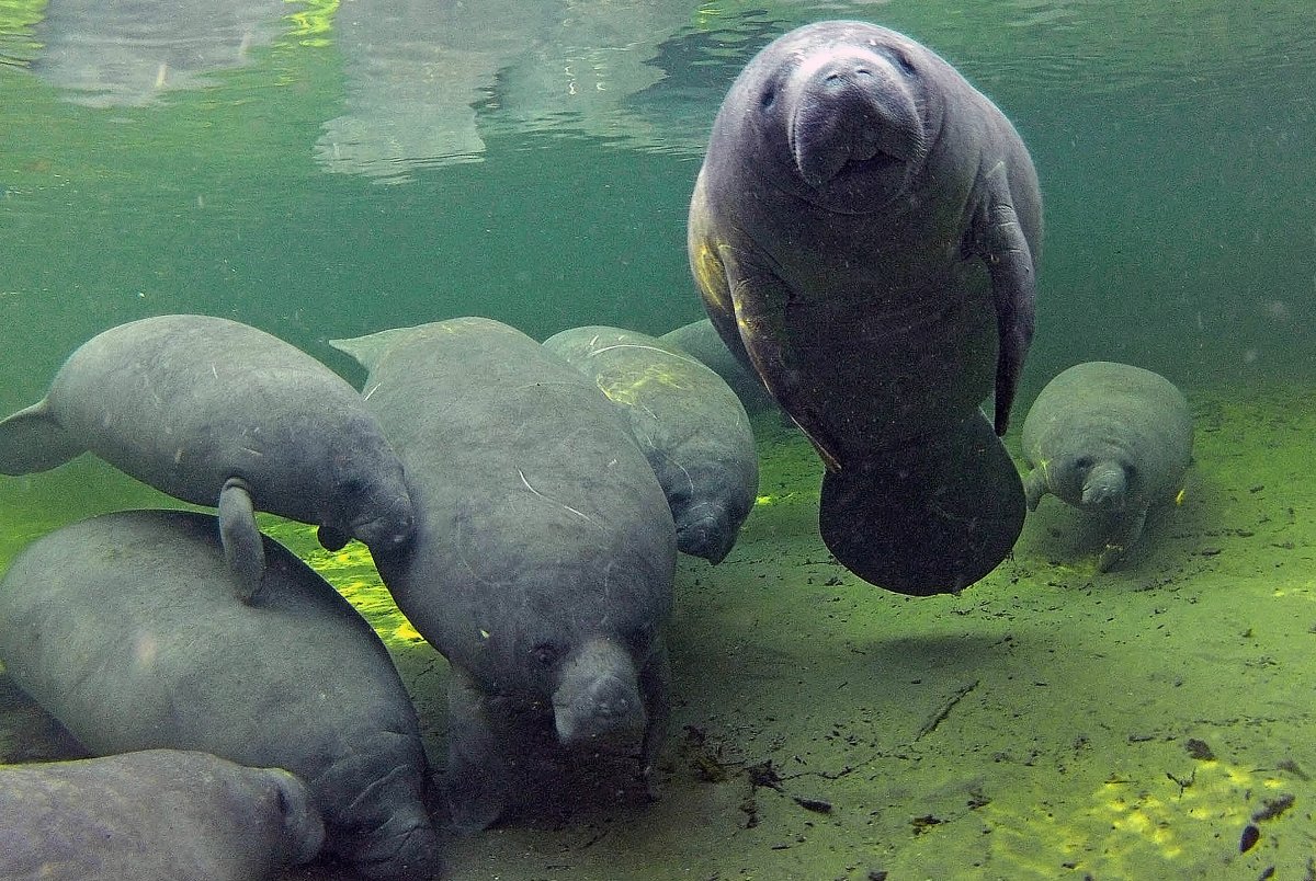 Ламантин морская корова