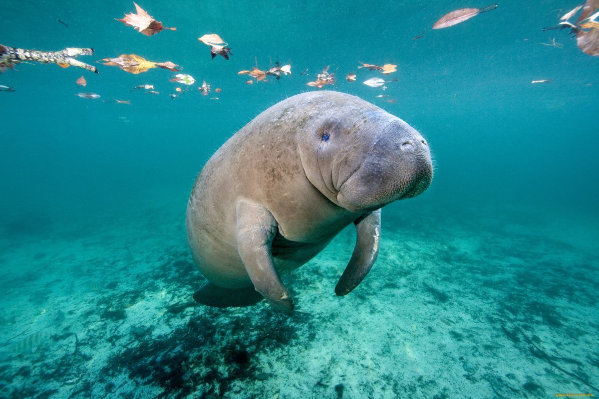 Ламантины 2021