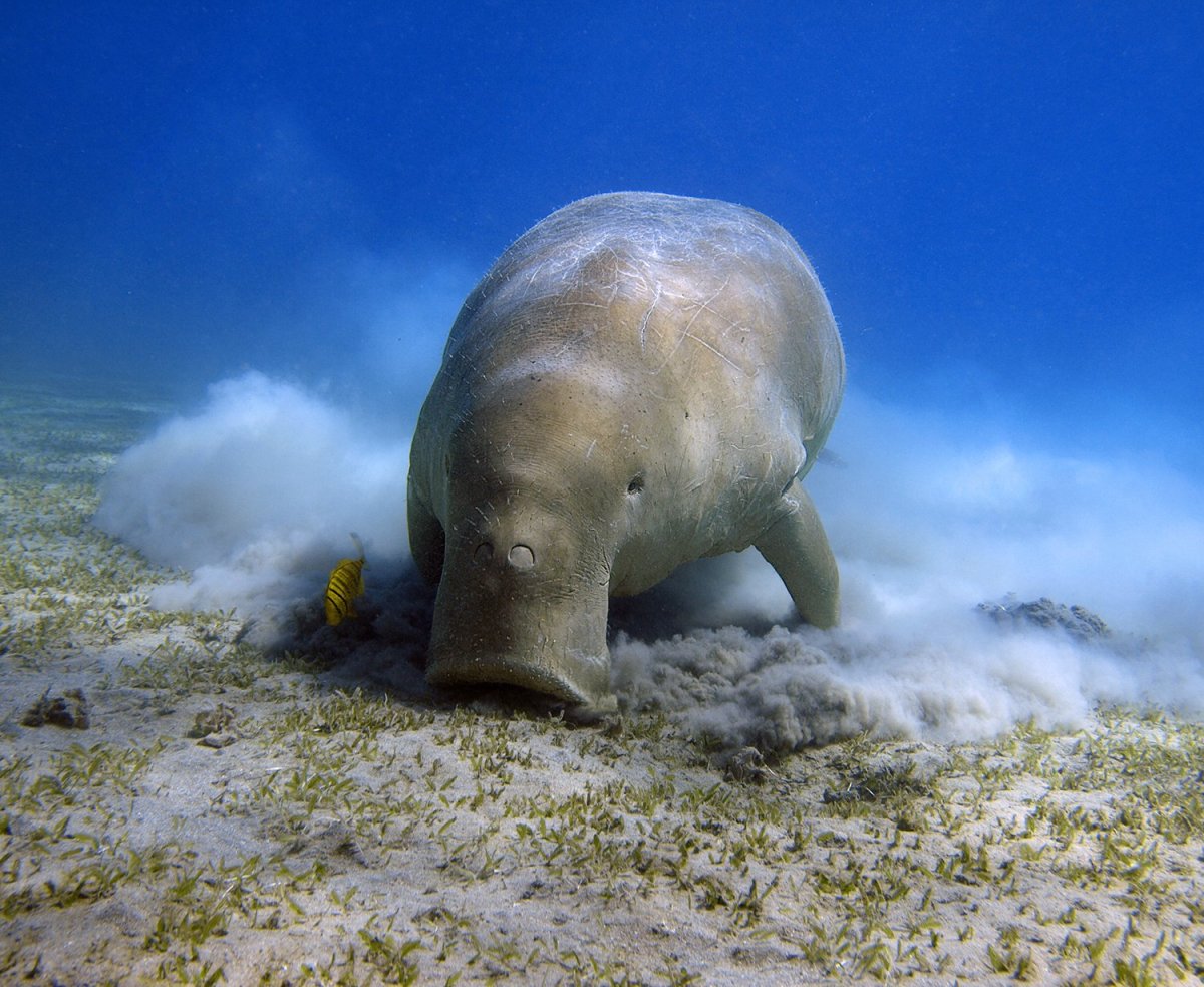 Стеллерова морская корова