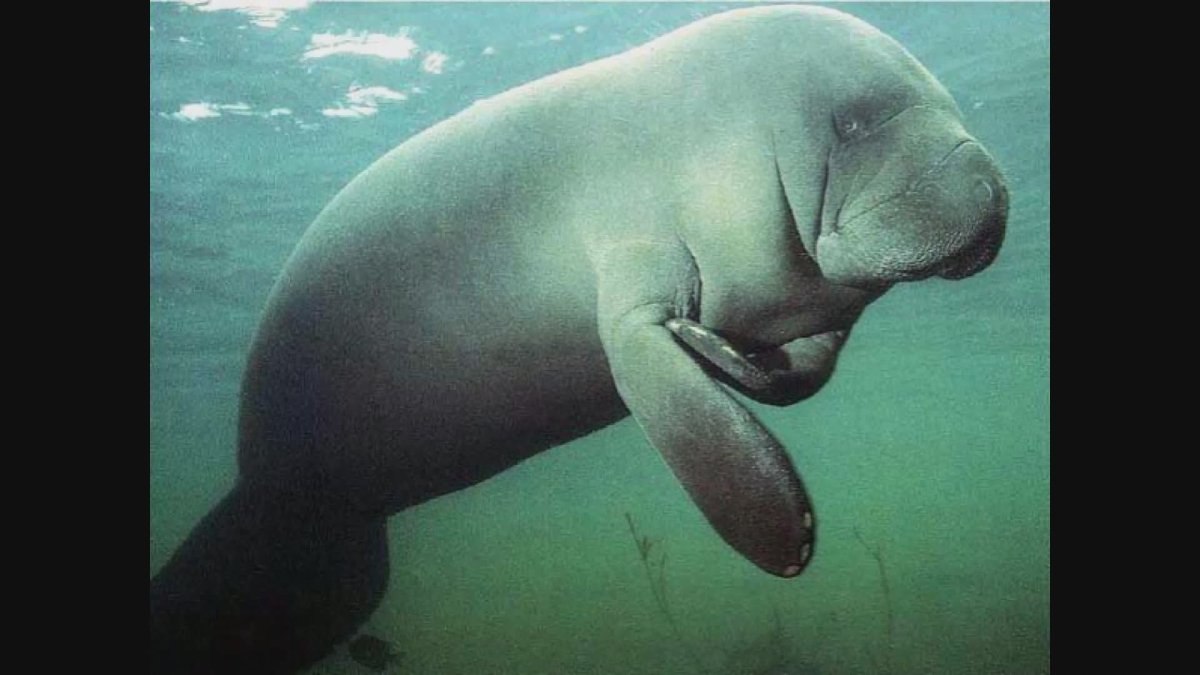 Сельва Ламантины