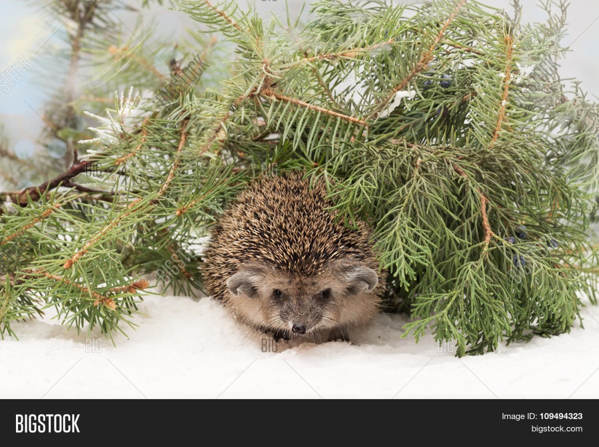 Ежик под елочкой