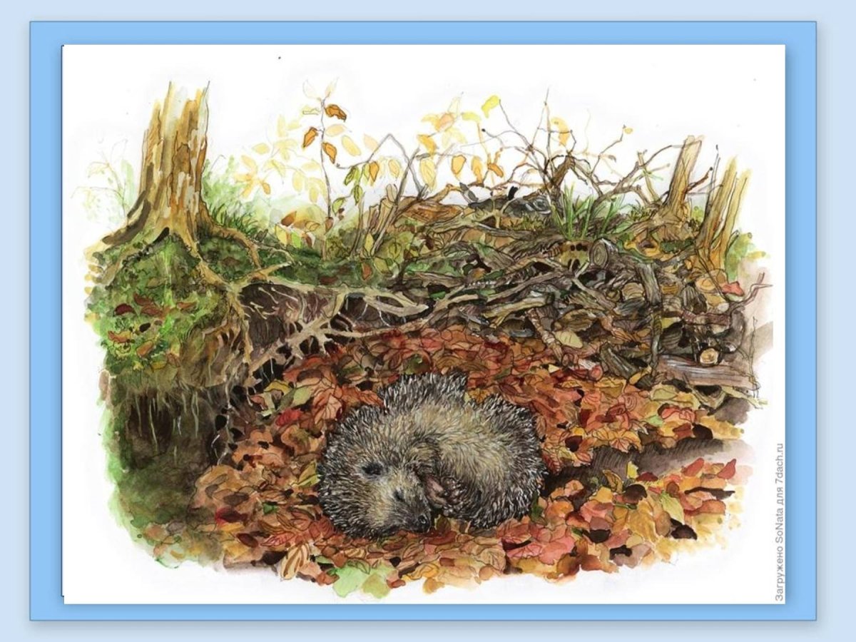 Ёжик акварелью Евгения Соловьева