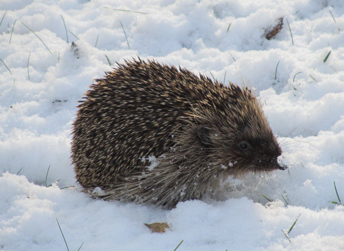 Ежик зимой