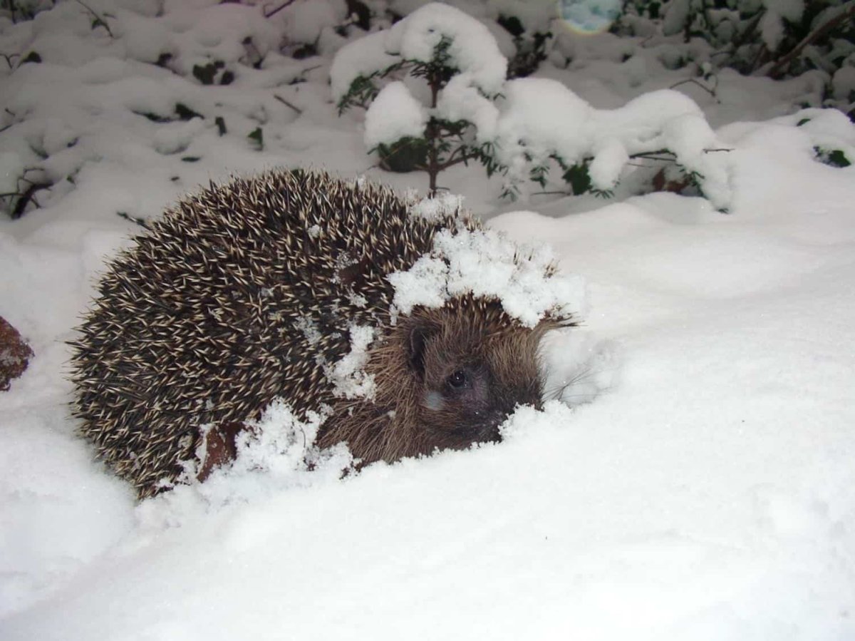 Ежик в зимнем лесу