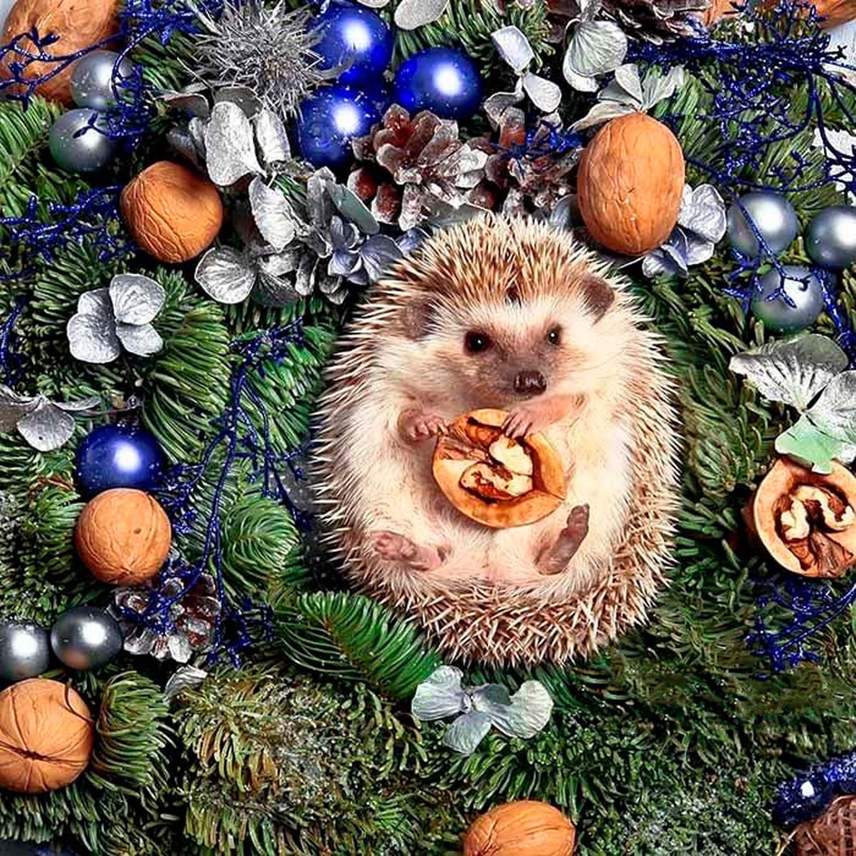 Добрый Ёжик