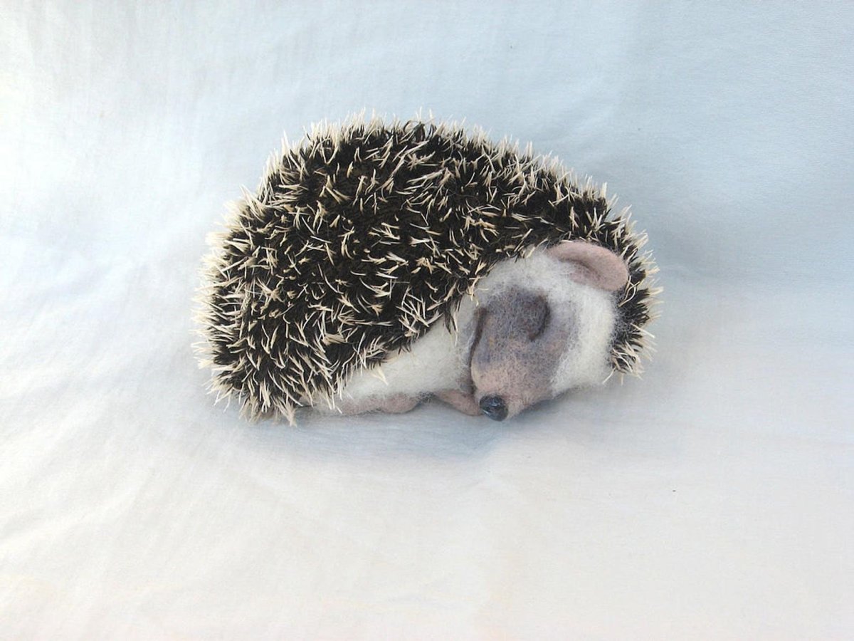 Еж путешественник Инстаграм