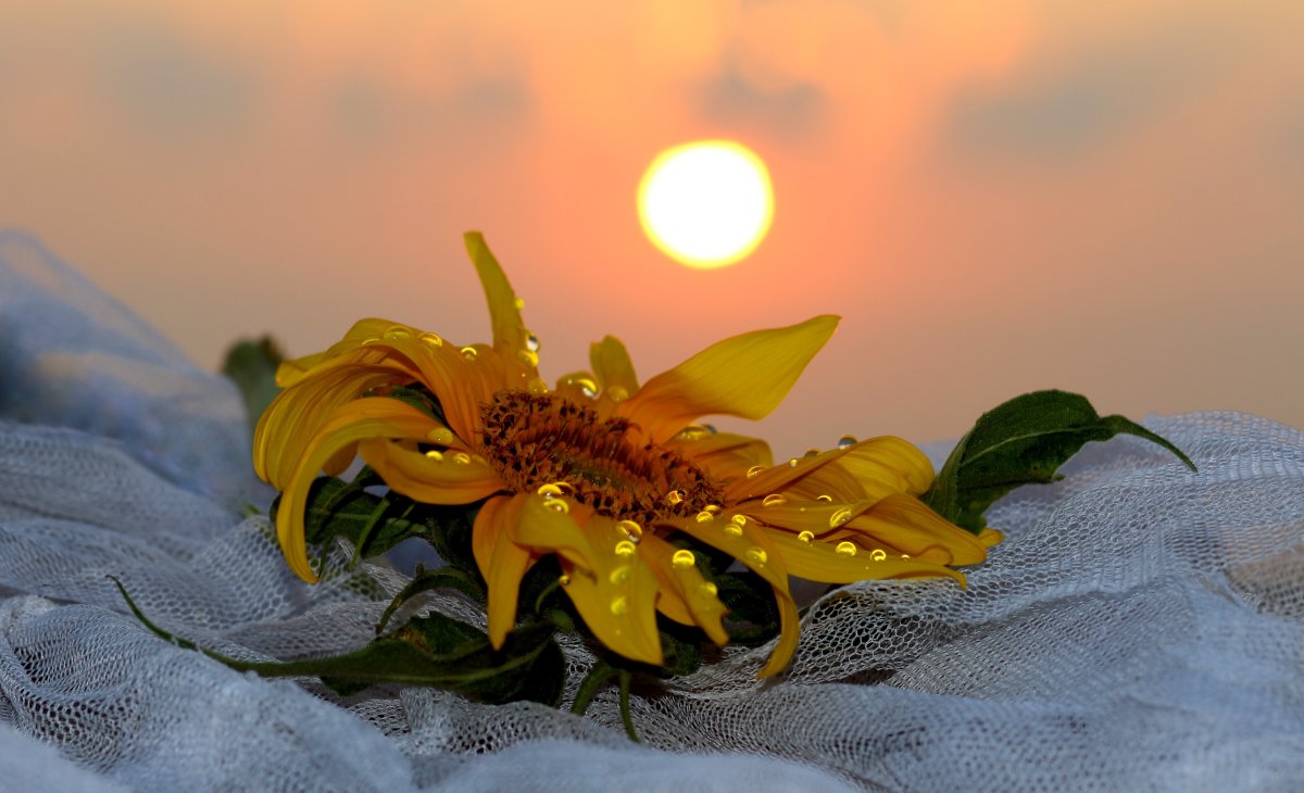 Солнечный цветок