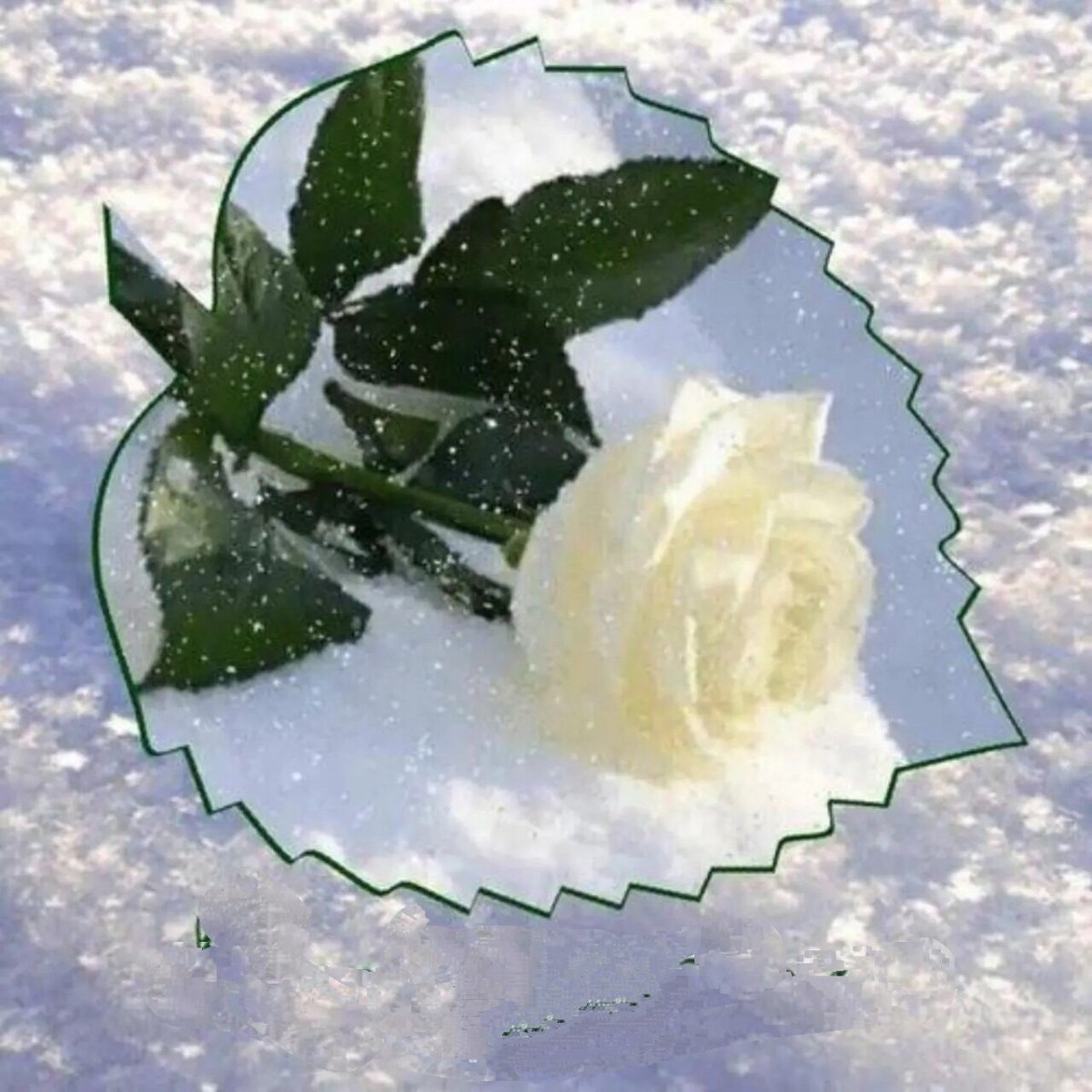 Розы зимой с добрым утром