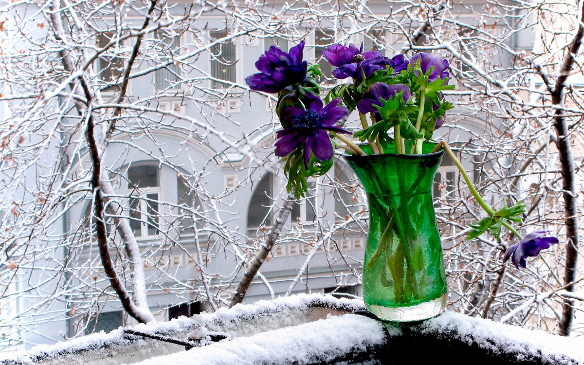Цветы на зимнем окне