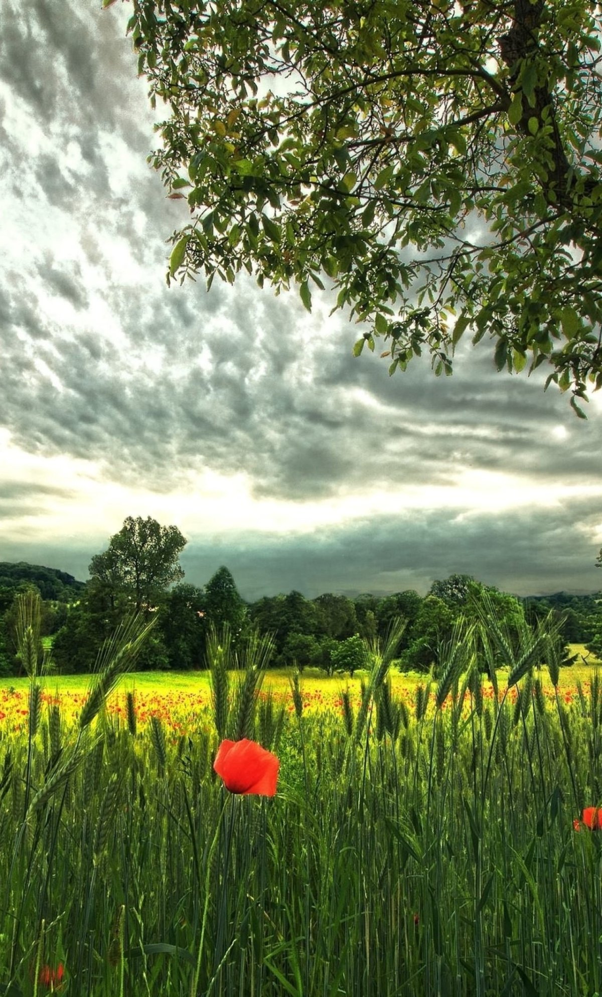 Летние цветы