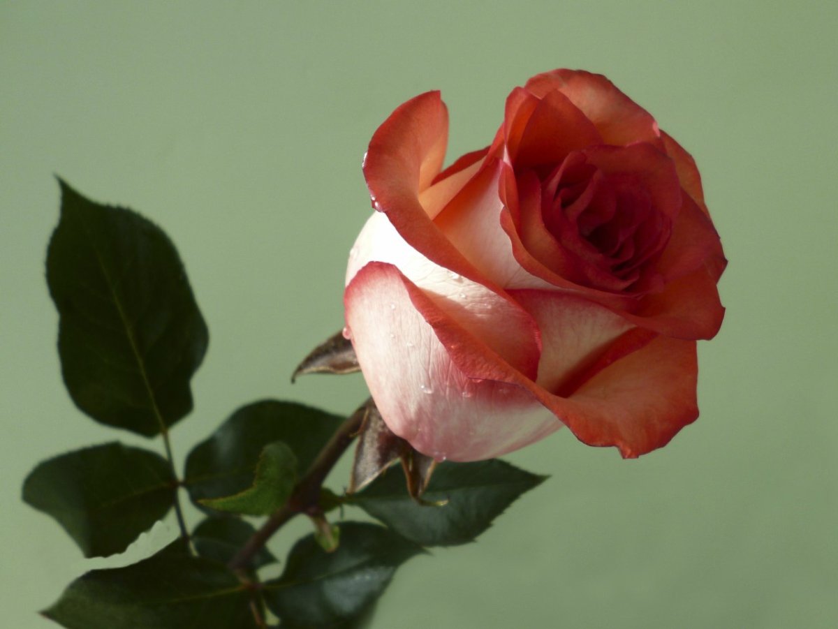 Одна красивая роза