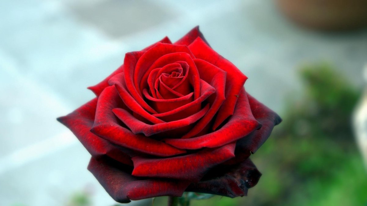 Неопак бархатные розы