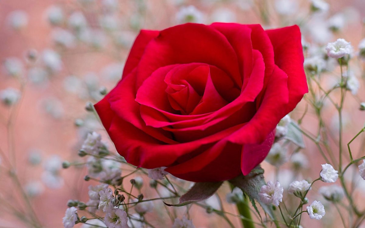 Один цветок