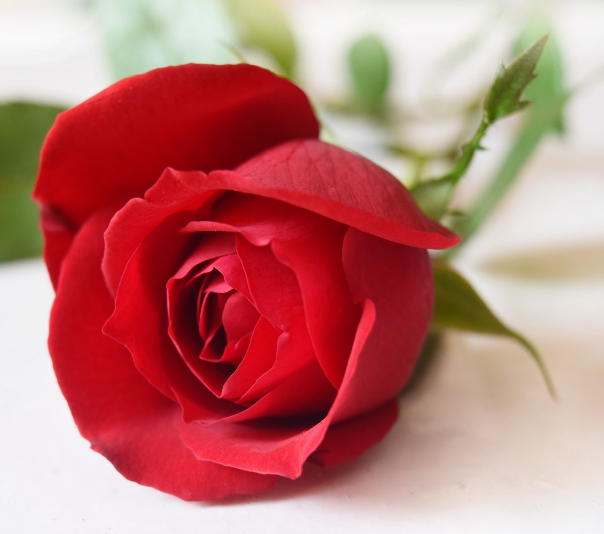 Одна красивая роза