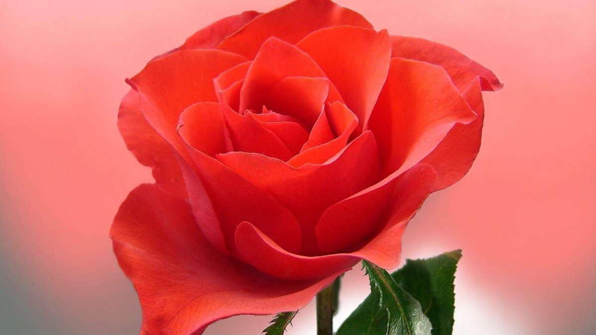 Один цветок