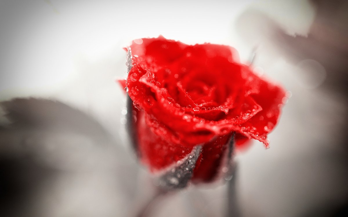 Одна роза в каплях