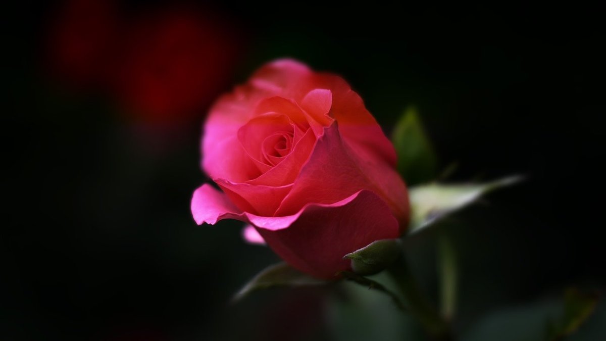 Одна роза на рабочий стол