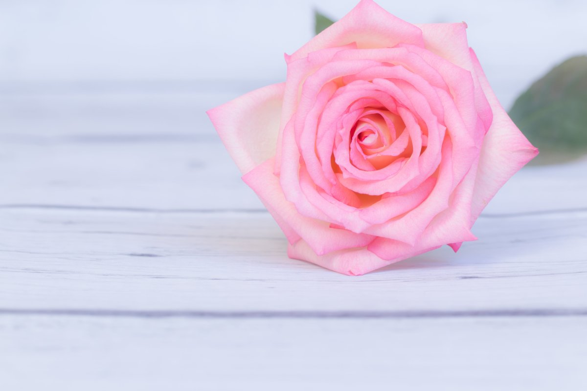 Роза нежно-розовая