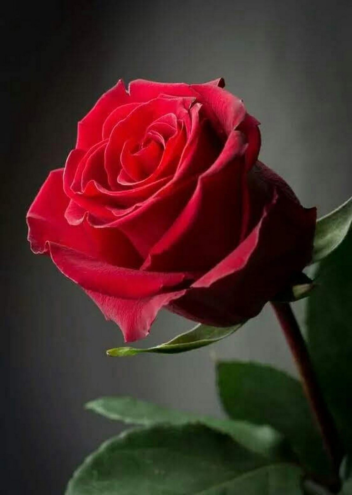 Красные розы