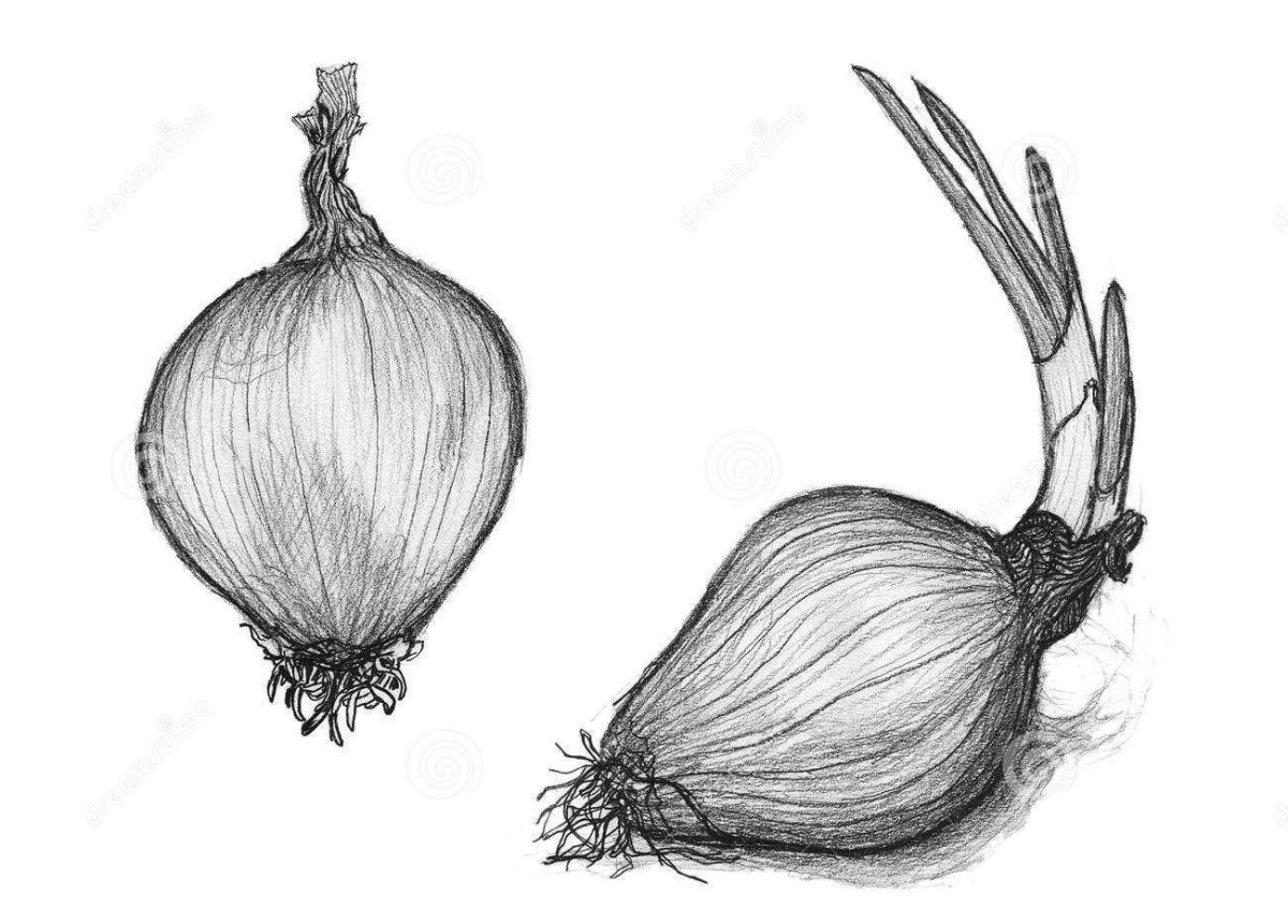 Лук репчатый карандашом