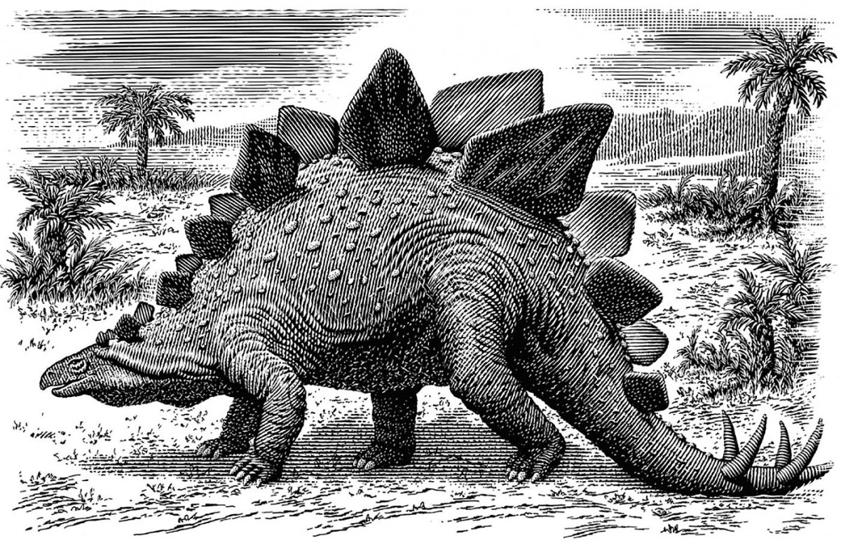 Стегозавр чб