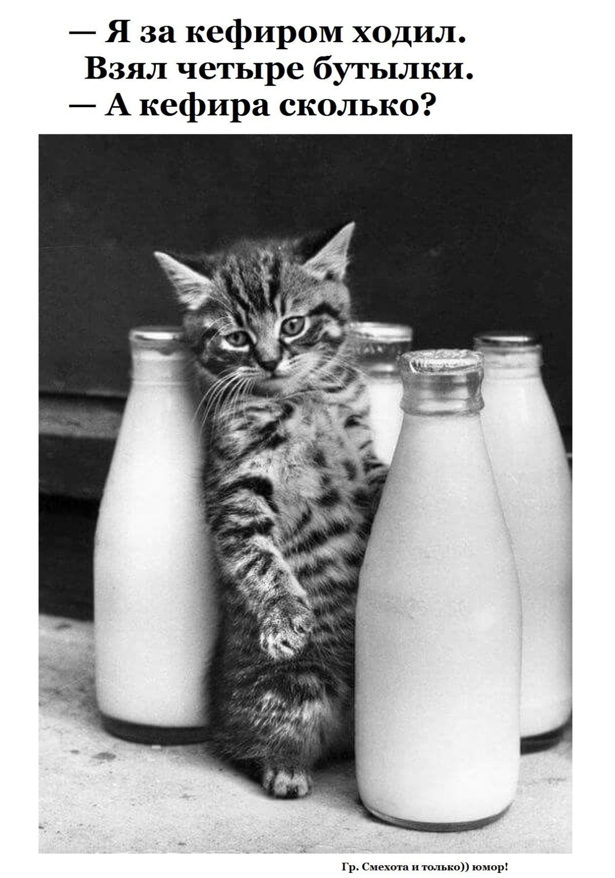 Кот с бутылкой молока